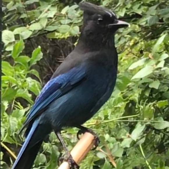 Meet your Posher, Luna - Picture 10 of 15